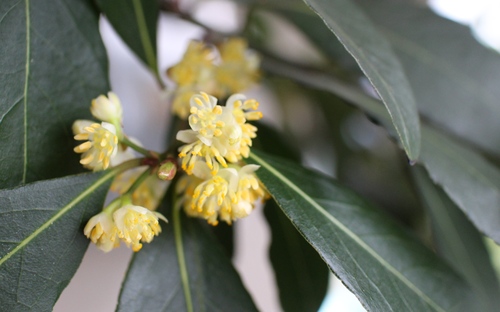 月桂樹の花 おのひきだし 月桂樹の花 おのひきだし
