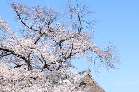 池上本門寺_d0062076_18244472.jpg