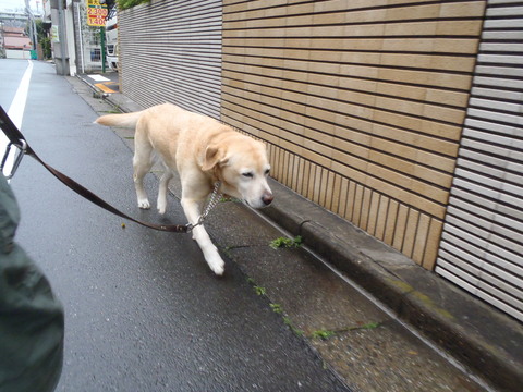 桜はもう飽きた・・・？_f0052277_136855.jpg