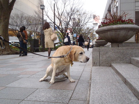 桜はもう飽きた・・・？_f0052277_1574816.jpg