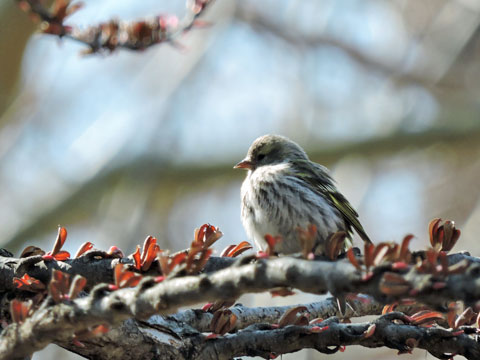 4月円山公園探鳥会_f0083977_2216224.jpg