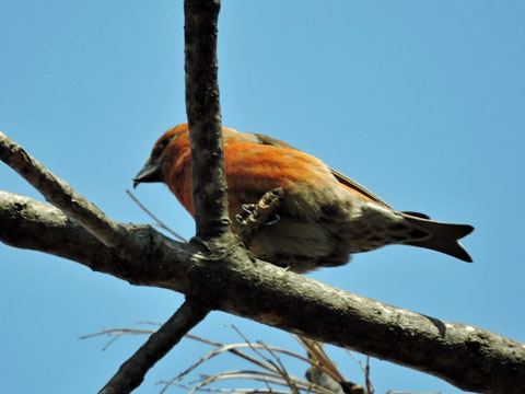 4月円山公園探鳥会_f0083977_22173484.jpg