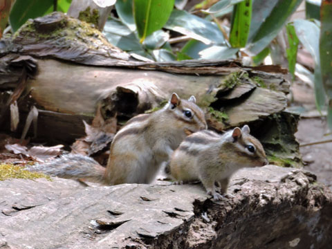 4月円山公園探鳥会_f0083977_22191856.jpg