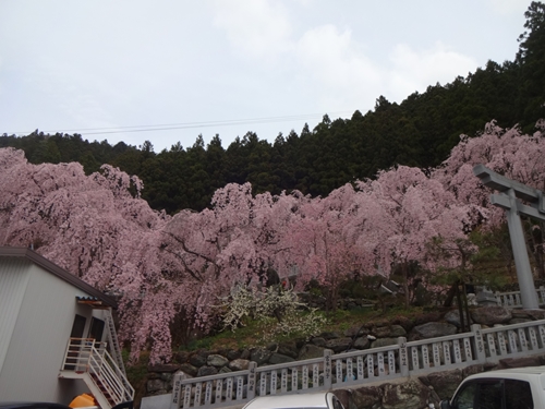 川井峠しだれ桜サイクリング_e0201281_21271429.jpg