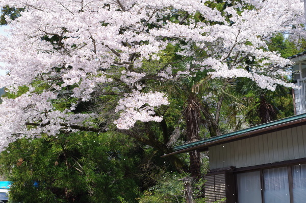 ぶらり、春のときがわ_c0324382_22424902.jpg