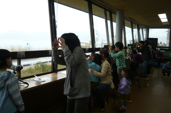 琵琶湖のアゴラ春　雨の中のつくしとり_e0253482_1824267.jpg