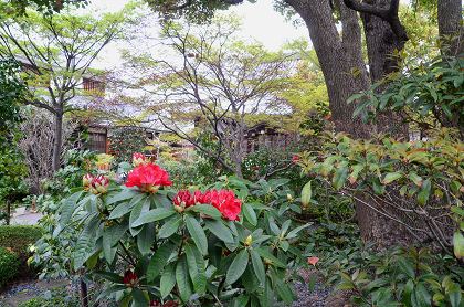 堺　超善寺花まつり・興覚寺・月蔵寺_c0229483_202798.jpg