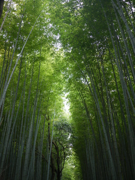 【京都街歩き】春の嵐山に行ってきました＜観光編＞_b0018784_22194213.jpg