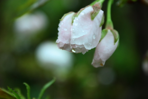 雨の合間に・・・_c0204385_00285381.jpg