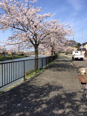 春だよ！桜ランだよ。_a0155487_1425825.jpg