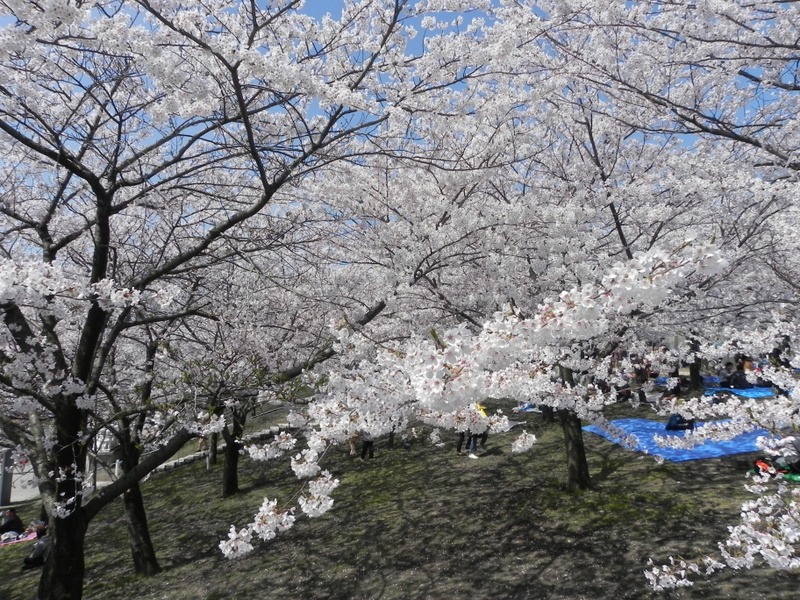 桜満開!春フェスタも大盛況!_e0046190_18521618.jpg