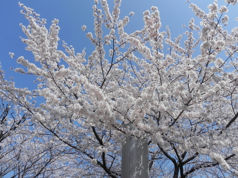 桜満開!春フェスタも大盛況!_e0046190_1853020.jpg