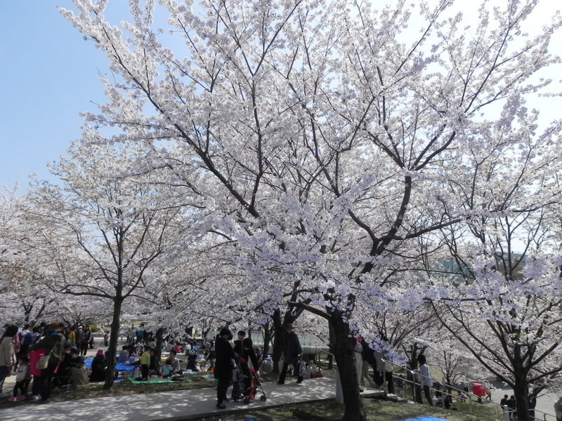 桜満開!春フェスタも大盛況!_e0046190_18532366.jpg