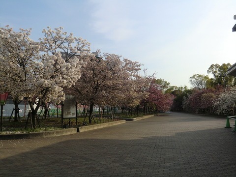 大阪城桃園＆八重桜_b0176192_19564291.jpg