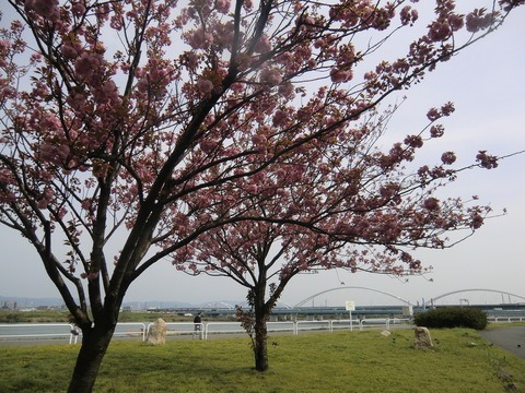 大阪城桃園＆八重桜_b0176192_2095078.jpg