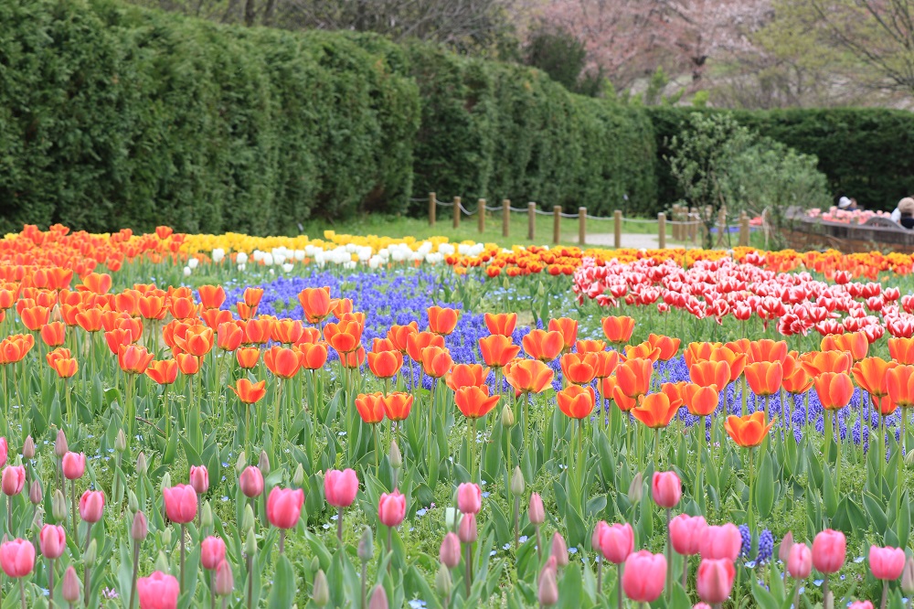 馬見丘陵公園　馬見チューリップフェア_b0205295_23325665.jpg