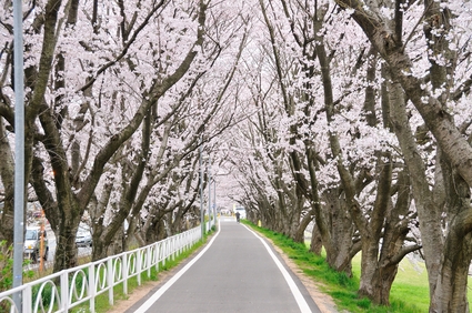 姫路城と周辺の桜を撮影してきました。_e0117398_11135310.jpg