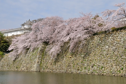 姫路城と周辺の桜を撮影してきました。_e0117398_11144065.jpg