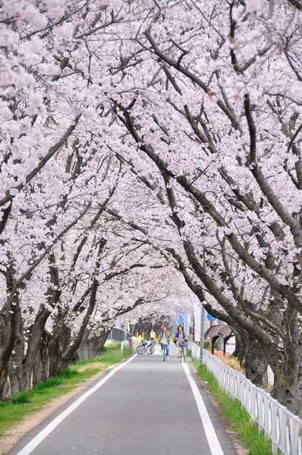姫路城と周辺の桜を撮影してきました。_e0117398_11225323.jpg