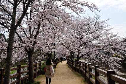 姫路城と周辺の桜を撮影してきました。_e0117398_1191991.jpg