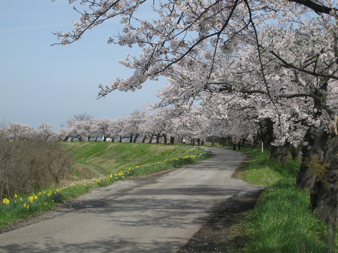 神通川桜堤～塩の千本桜　_f0281398_22331884.jpg