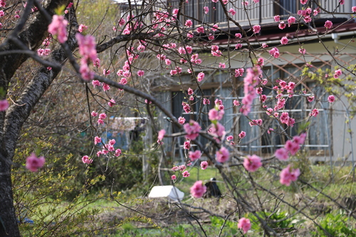 花見山の桜＆花々・・・１_c0075701_11122296.jpg