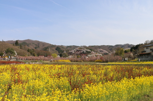 花見山の桜＆花々・・・１_c0075701_1112350.jpg