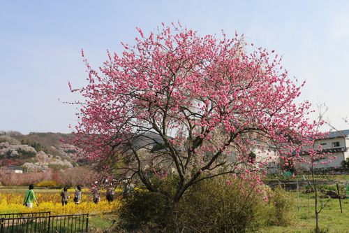 花見山の桜＆花々・・・１_c0075701_11123991.jpg