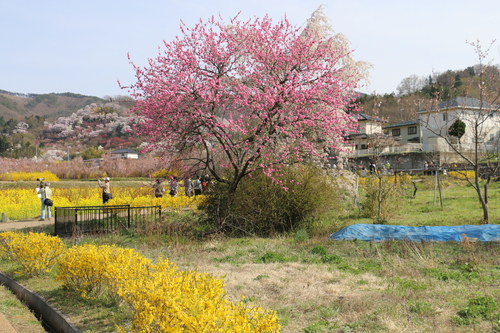 花見山の桜＆花々・・・１_c0075701_11124379.jpg