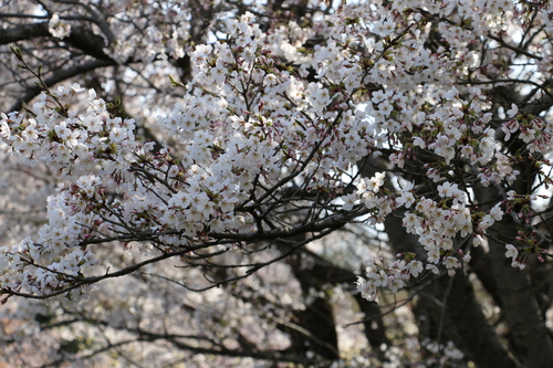 花見山の桜＆花々、４月１２日（日）晴れ（清明・次候）鴻雁北る・・・４_c0075701_1685663.jpg