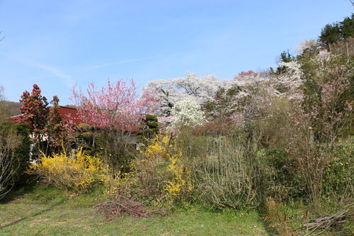 花見山の桜＆花々・・・６_c0075701_18455340.jpg