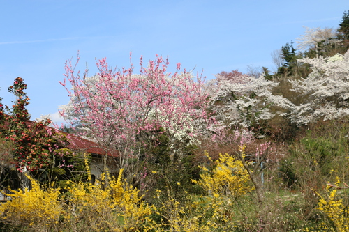 花見山の桜＆花々・・・６_c0075701_1846245.jpg