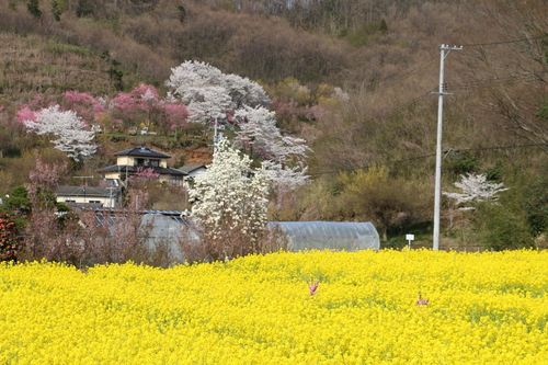 福島市花見山の桜＆花々・・・７_c0075701_18501514.jpg
