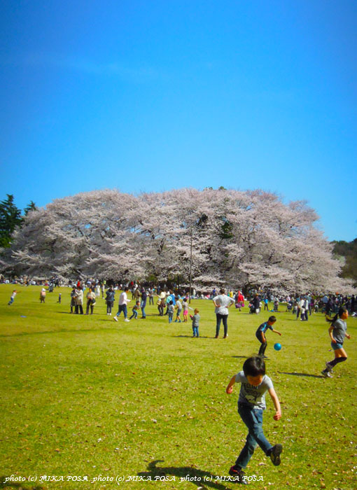 桜満喫!!_b0164803_1831356.jpg