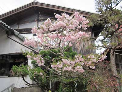 中乃屋、花暦_c0194003_9145839.jpg