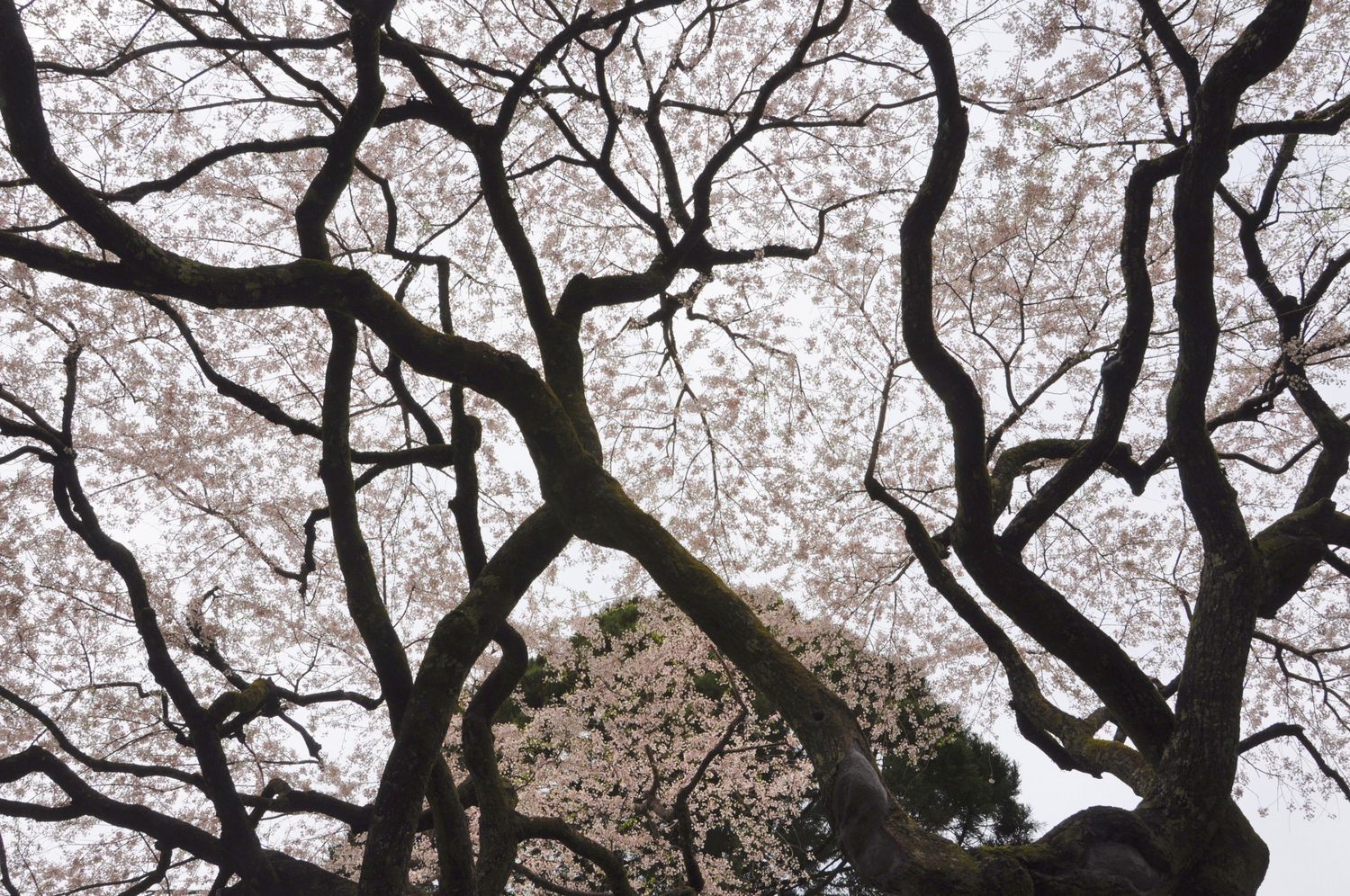 お客様と中越家の枝垂れ桜見学へ_e0058803_17545329.jpg