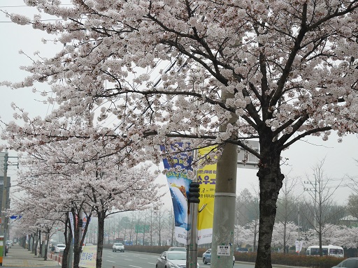 2015　桜色の大邱　⑧庶民カルビ（서민갈비）で美味しい焼肉_a0140305_326329.jpg