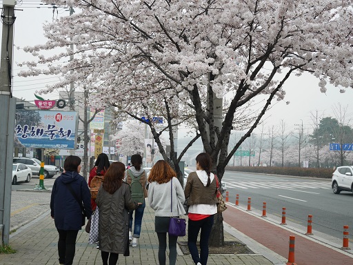 2015　桜色の大邱　⑧庶民カルビ（서민갈비）で美味しい焼肉_a0140305_327489.jpg