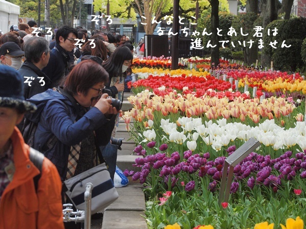 リベンジチューリップ！＠横浜公園_e0333910_17184690.jpg