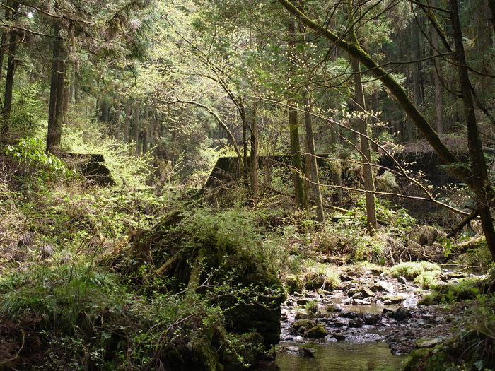 沢の風景_e0276411_2302512.jpg