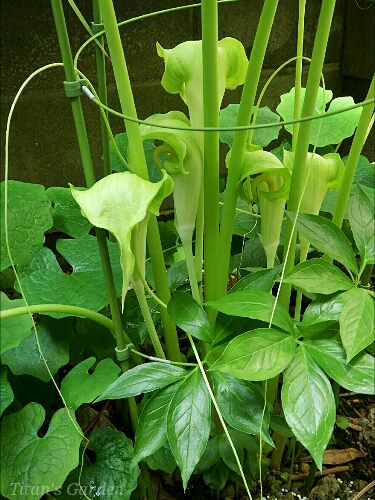 Arisaema thunbergii subsp. urashima forma. alba_b0099813_1373249.jpg