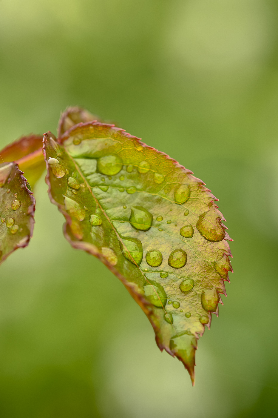 雨上がりの花_e0308416_16354661.jpg