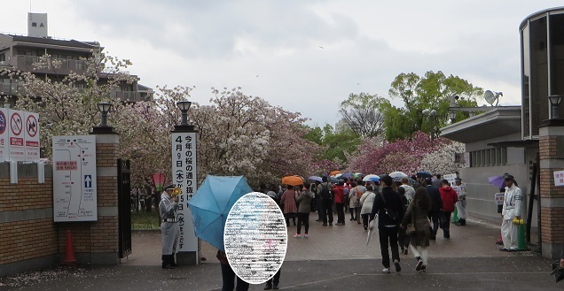 雨天決行！＠造幣局桜の通り抜け　前編_c0280322_22255605.jpg