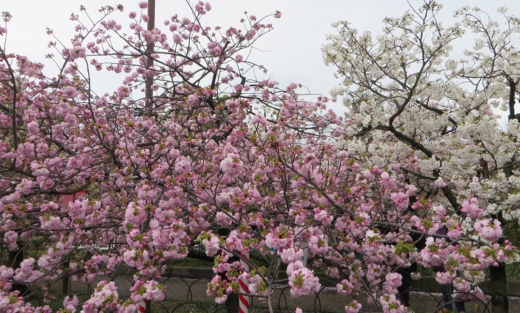 雨天決行！＠造幣局桜の通り抜け　前編_c0280322_22363668.jpg