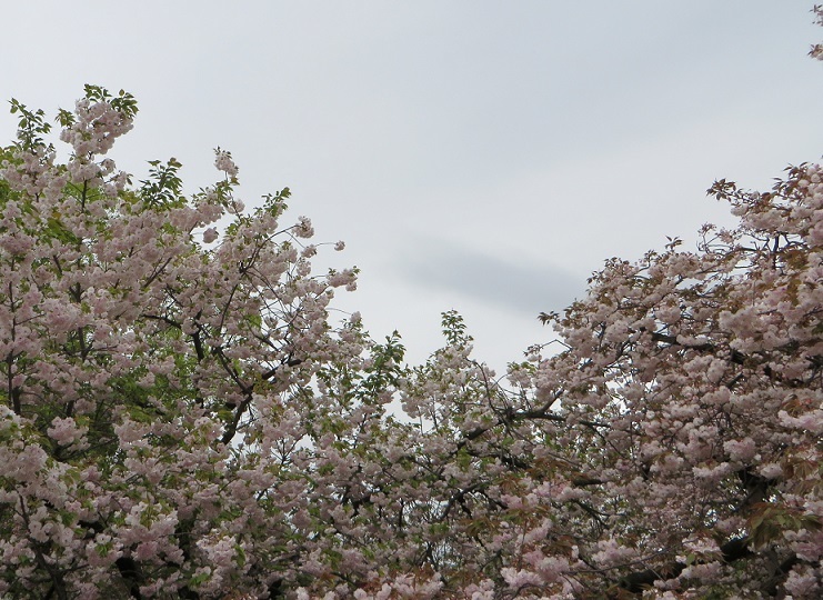 雨天決行！＠造幣局桜の通り抜け　前編_c0280322_22372075.jpg