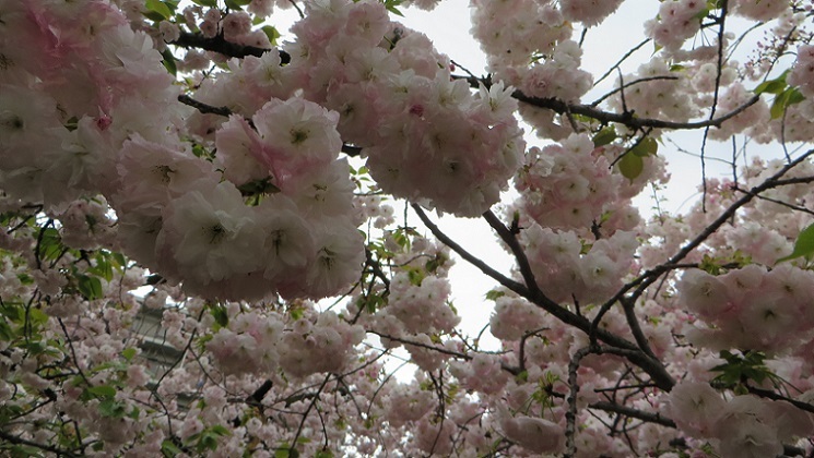 雨天決行！＠造幣局桜の通り抜け　前編_c0280322_22372468.jpg