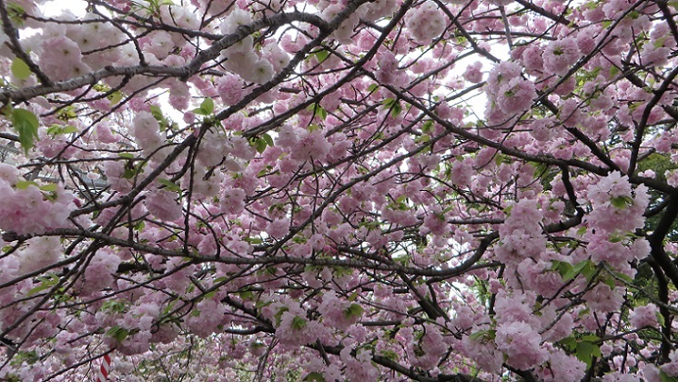 雨天決行！＠造幣局桜の通り抜け　前編_c0280322_22372990.jpg