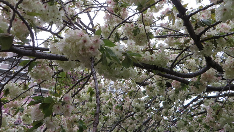 c0280322_22391249.jpg