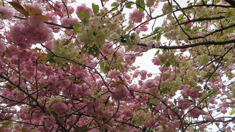 雨天決行！＠造幣局桜の通り抜け　前編_c0280322_22391672.jpg