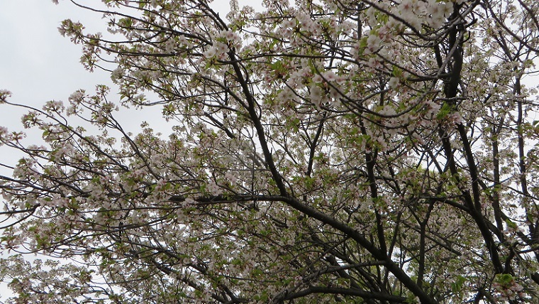 雨天決行！＠造幣局桜の通り抜け　前編_c0280322_22393727.jpg